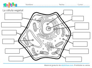 La Célula Animal y Célula Vegetal. Diferencias, Orgánulos y Funciones.