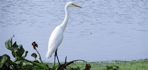 Kolleru Bird Sanctuary - Alchetron, The Free Social Encyclopedia