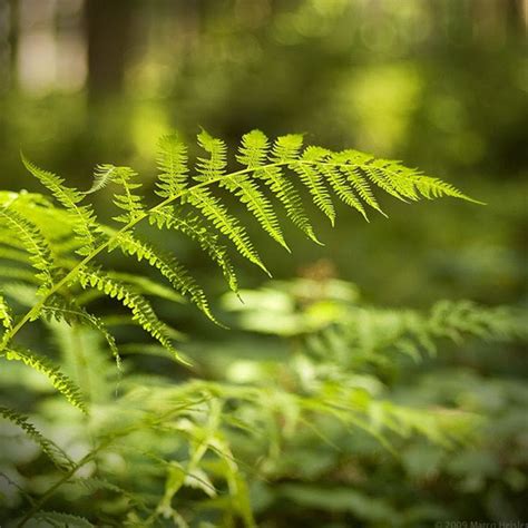 Amazing Photography 12 Amazing Close Up Nature Photos