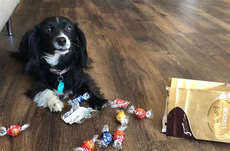 My Dog Ate Chocolate What To Do Republic Veterinary Hospital