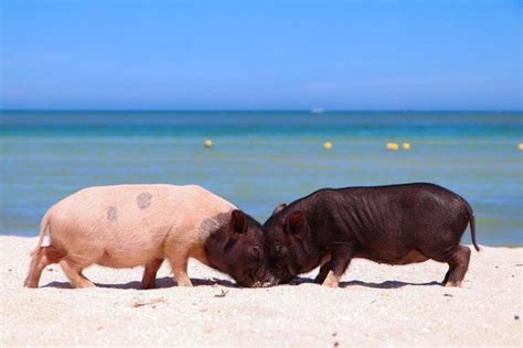 Tour por la costa de Yucatán desde Mérida Civitatis