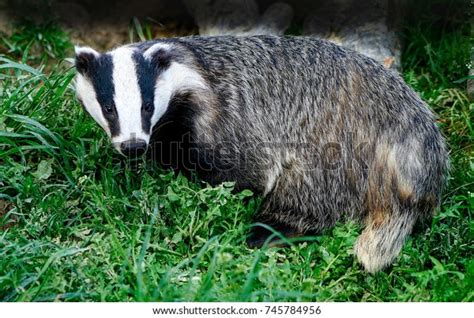 Badger Scientific Name Meles Meles Wild Stock Photo