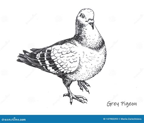 Pigeon Cartoon Vector Cartoondealer