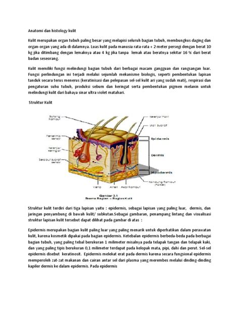 Pdf Anatomi Dan Histology Kulit Dokumen Tips The Best Porn Website