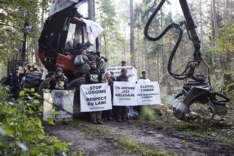 Blokada Wycinki W Puszczy Sozosfera Ochrona Rodowiska