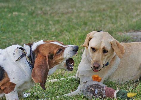 Los 3 problemas de comportamiento en perros más frecuentes