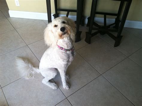 Preventing Separation Anxiety | dogtrainerinbroward.com