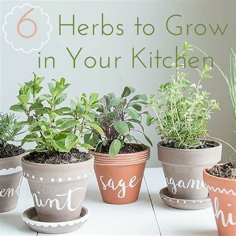 6 Herbs To Grow In Your Own Kitchen Garden Kimberly Elise Natural Living