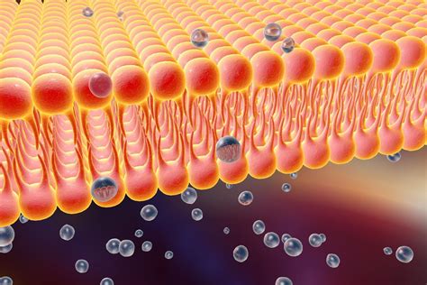 Fluorescent probes prove the existence of 'lipid raft' cell membrane structures