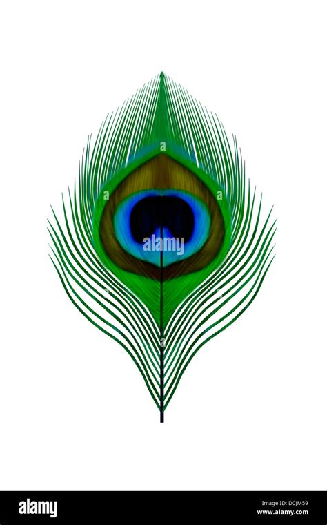 Peacock Feather Vector Logo