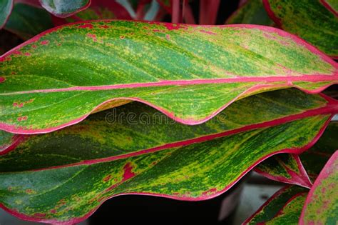 The Pink Edges On A Chinese Evergreen Plant Stock Image Image Of
