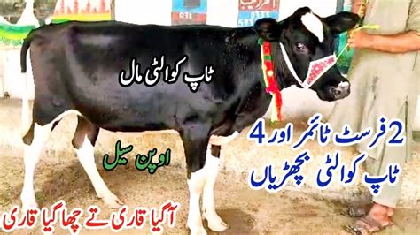 Imported Freasian Heifers For Sale In Pakistan Imported Freasian