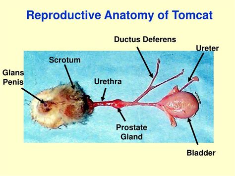 Ppt Reproduction In The Cat Powerpoint Presentation Free Download