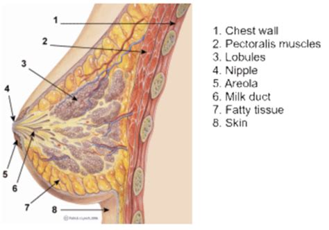 Breast Flashcards Quizlet