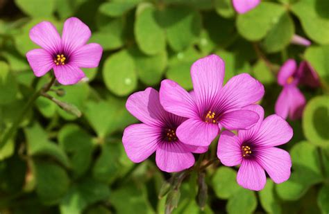 Oxalis Pink Wood Sorrel Not Native Not To Worry The Landscape