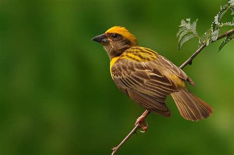 Baya Weaver Ploceus Philippinus India Southeast Asia Bird Passerine Bird Passerine