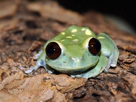 Toad Vs Frog Whats The Difference