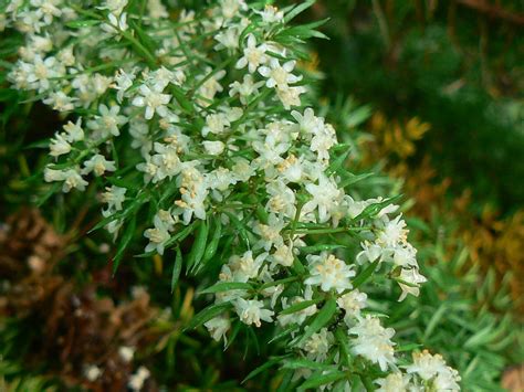 Australian Asparagaceae