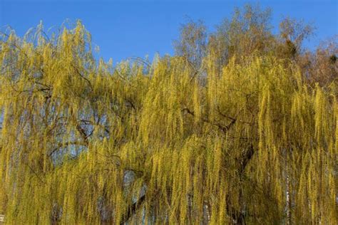 44 Different Types of Willow Trees (Species and Attractions)