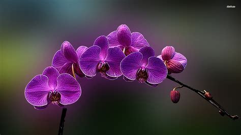 Purple Orchid Wallpaper ·① Wallpapertag