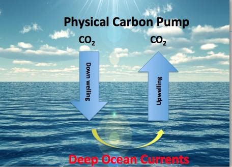 Unit 2: The Carbon Cycle & Ocean Acidification Flashcards | Quizlet