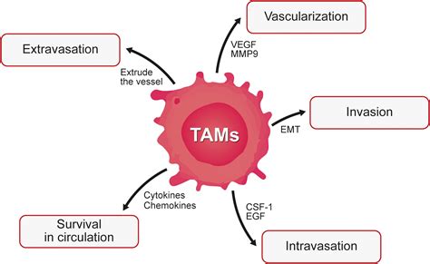 Macrophages As A Double Edged Weapon The Use Of Macrophages In Cancer Immunotherapy And