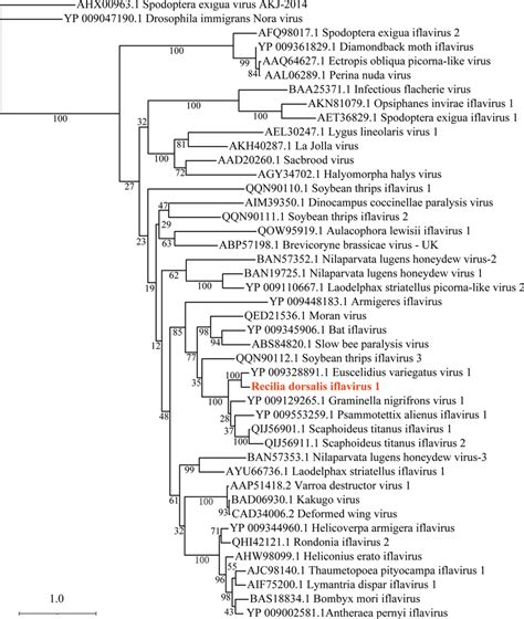 Maximum Likelihood Phylogenetic Tree Based On The Rdrp Amino Acid