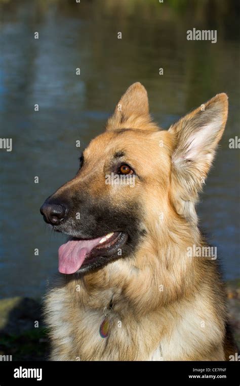 Perro Pastor Alem N De Cabeza Y Hombros Retrato Fotograf A De Stock Alamy