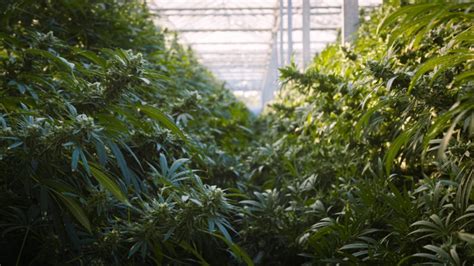 Inside Britains Biggest Legal Cannabis Farm And Why Business Is