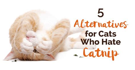 5 Alternatives for Cats Who Hate Catnip