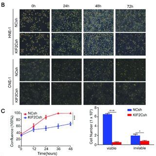 Knockdown Of Kif C Inhibits Npc Cell Growth A Rnai Mediated Kif C