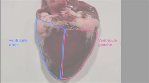 Anatomie Externe Du C Ur De Canard Youtube