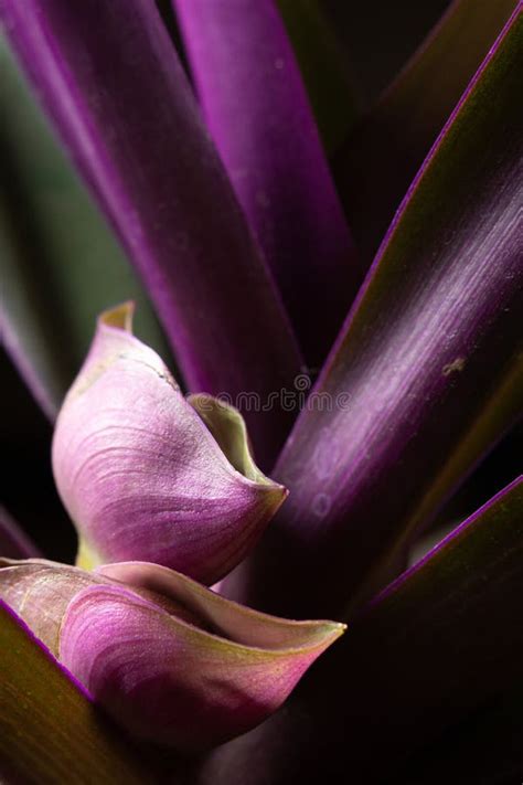 Detalhe Das Folhas Do Conceito De Planta Roxa Roxa Imagem De Stock