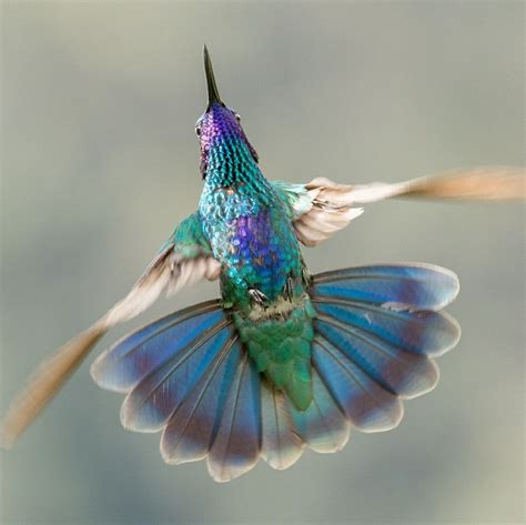 Hummingbird In Flight Seen From His Underside Hummingbirds Wild