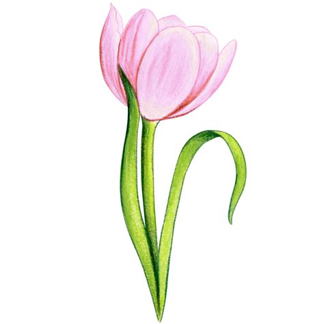 Free Acuarela Mano Dibujado Vistoso Tulip N Png With