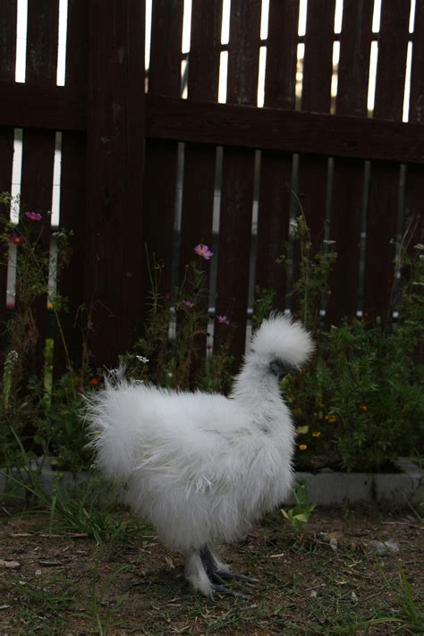 Silkie Chicken Photos, Download The BEST Free Silkie Chicken Stock ...