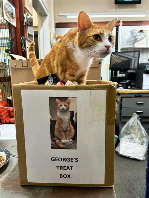 George The Stourbridge Junction Station Cat On Twitter When You Are A