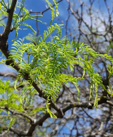 Prosopis Caldenia Burkart Mesquite World Flora Plntnet Identify