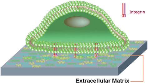 Schematic Representation Of Cell Extracellular Matrix Download