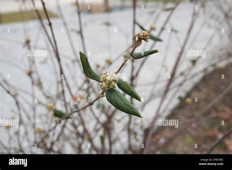 Viburnum carlesii shrub in bloom Stock Photo - Alamy