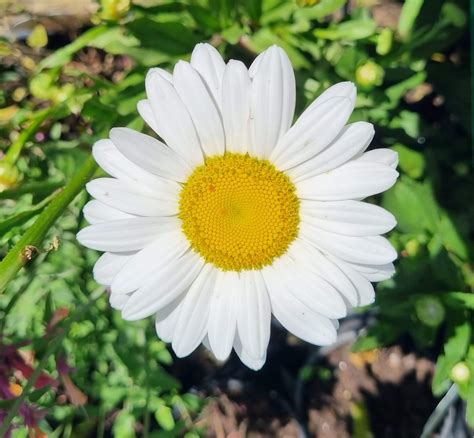 Becky Shasta Daisy, Leucanthemum X Superbum 'Becky',, 50% OFF