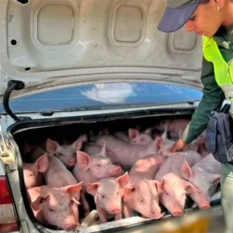 Ladrones robaron 20 cerdos en Antioquia y policía los encontró en baúl