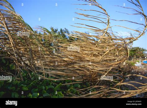 Textura De Hierba Muerta Fotograf As E Im Genes De Alta Resoluci N Alamy