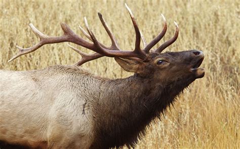 2019 Montana Elk Season Dates Rifle And Archery Elk Season Dates