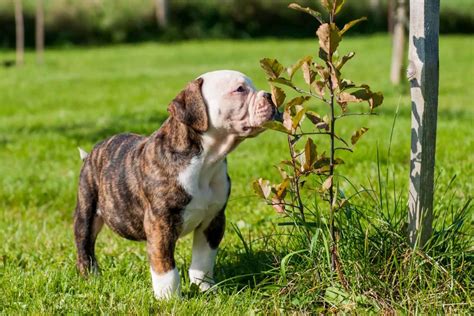 Johnson American Bulldog Breeders In The United States