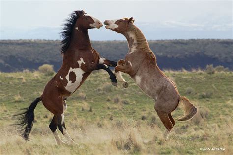 Wild Horses Fighting Stallions Oregon Wdhs01336 Ken Archer Most