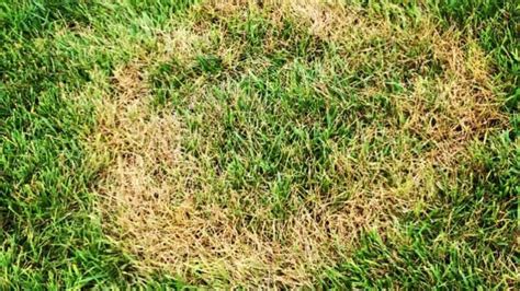 Tackling Common Lawn Diseases In Georgia A Comprehensive 60 Off