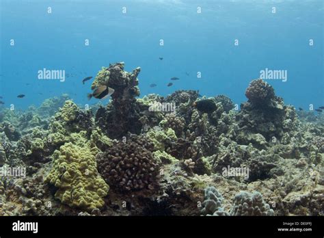 Reef Rectangular Or Wedge Tail Triggerfish Also Known By Its Hawaiian