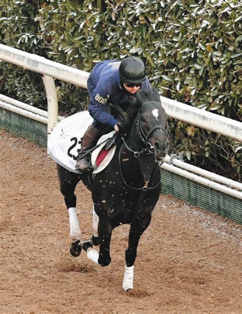 【阪急杯】3連勝中のアグリ、栗東坂路で切れある走り 安田隆師「自分の競馬はできている」：中日スポーツ・東京中日スポーツ