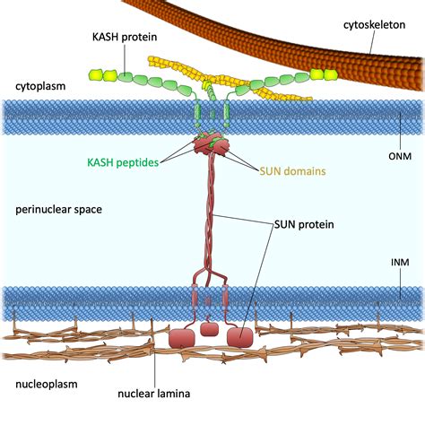 Drawing Of The LINC Complex Chang Lab